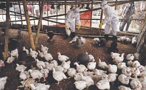 Vírus da família orthomyxoviridae, género influenza, tipo a. Que Es La Gripe Aviar H5n6 Detectada En Filipinas
