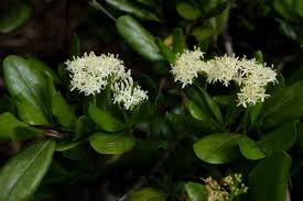 Image result for Psydrax