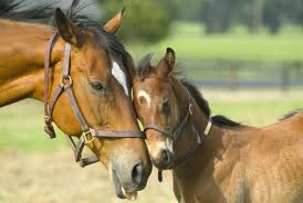 Where Are We Headed With Wobbler Syndrome The 1 Resource For Horse Farms Stables And Riding Instructors Stable Management