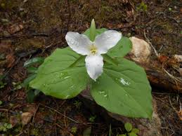 Maybe you would like to learn more about one of these? Western White Trillium Flowers Photography Plant Leaves Wild Flowers