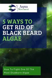 Black Algae In Fish Tank How To Get Rid Of It Pin On Aquascaping
