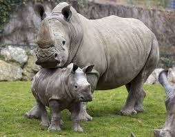 zooborns baby animals cute baby animals baby animals pictures