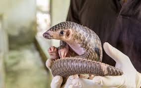 Males and females of the indian pangolin (one of the species) can be easily distinguished, because. Saving Pangolins