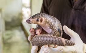 There is no western scientific evidence to back up these uses. Saving Pangolins