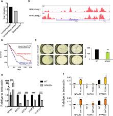 Learn about bladder cancer symptoms, treatment options, staging, risk factors more than 90 percent of bladder cancers start in the cells that make up the innermost lining of the bladder wall. Subtype Associated Epigenomic Landscape And 3d Genome Structure In Bladder Cancer Genome Biology Full Text