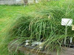 Image result for Eragrostis chapelieri
