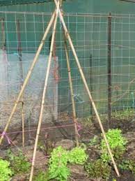 A trellis is functional for some purposes in the garden. How To Make A Bamboo Tepee In A Minute The Micro Gardener