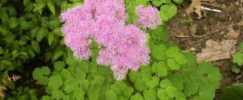 Dwarf meadow rue thalictrum kiusianum. Thalictrum Species Columbine Meadow Rue French Meadow Rue Greater Meadow Rue Siberian Columbine Thalictrum Aquilegifolium