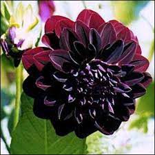 Dahlia Arabian Night Gothic Flowers Dark Purple Flowers Black Flowers