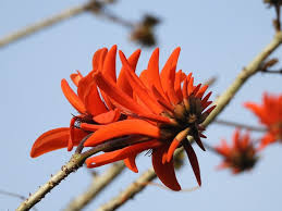 Image result for Erythrina lysistemon