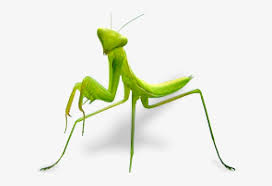 That is only partly true. Orchid Mantis Live