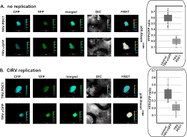 Fermentation pathway in a plant cell. Plos Pathogens Co Opting The Fermentation Pathway For Tombusvirus Replication Compartmentalization Of Cellular Metabolic Pathways For Rapid Atp Generation