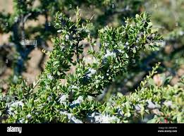 Image result for Boscia foetida
