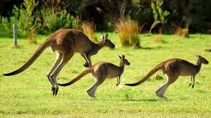 Why We Love The Australians Australia Travel Channel Australian Wildlife Australia Australian Animals
