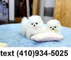 We have been helping pomeranian lovers throughout the us find their perfect fur babies for several years. Cute Teacup Pomeranian Puppies For Sale