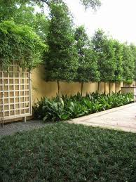 When deciding what plants to plant along the fence, we must take into account not only your needs but also its height, the material from which it is decide that put the fence is easy enough, and the choice is very diverse, the more to grow them is not difficult, because often these plants are not picky. 10 Privacy Planting Ideas Privacy Plants Backyard Landscaping Backyard