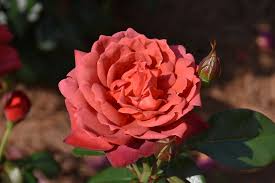 We did not find results for: Hot Cocoa Rose Rosa Hot Cocoa In Lafayette Louisiana La At All Seasons Nursery