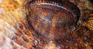 Image result for Anolis scypheus