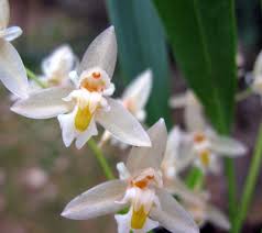 Check spelling or type a new query. Pleione Confusa Grossraschener Orchideen
