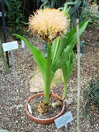 Image result for Scadoxus