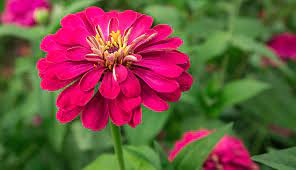Growing cut flowers for profit. Start A Cut Flower Farm Business Hobby Farms
