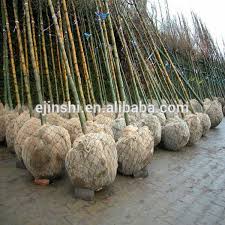 Check spelling or type a new query. Tree Wire Basket Tree Root Ball Netting Buy Rootball Wire Netting Basket Transplant Root Ball Netting Wire Baskets For Tree Product On Alibaba Com