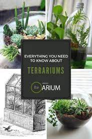 Terrarium Complete Care Guide How To Build Bantam Earth Beautiful Terrariums Terrarium Plants Plants