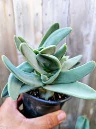 Image result for Crassula perfoliata