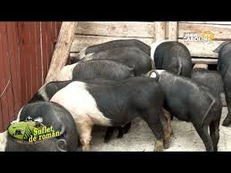 Porcii sunt vaccinati si alimentati cu mancare obisnuita. Porci Bazna Si MangaliÅ£a Ioan Cleja CrescÄƒtor Si Medic Veterinar La Suflet De Roman Youtube