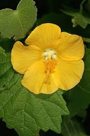 Image result for Pavonia burchellii