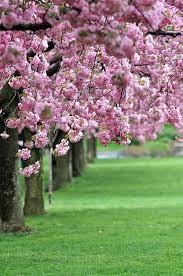 Sakura Botanical Gardens Brooklyn Botanical Garden Botanical Gardens Near Me