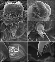 Image result for Scrobipalpula diffluella