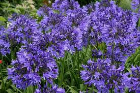 I fiori viola sono mistici ed esprimono l'individualità. Agapanthus Agapanthus Bulbi Come Coltivare Agapanthus