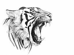 Drawings A Pencil Face Tiger Roaring Showing Teeth Sharp Disegni A Matita Volto Tigre Ruggisce Mostrando Denti Aguzzi Tiger Drawing Tiger Sketch Tiger Art