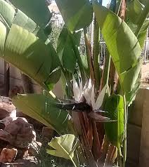 Image result for Strelitzia nicolai