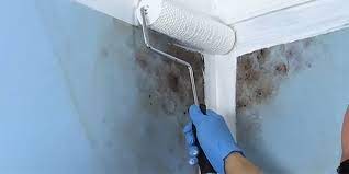 Use a primer to bond the paint to the wall and prevent peeling. 5 Best Mold Resistant Paints 2021 Professional Review