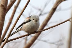 Bunganya berukuran kecil, namun tumbuh berkelompok sehingga terlihat besar. Berbagai Hewan Khas Jepang Dari Yang Imut Hingga Aneh Wexpats Guide