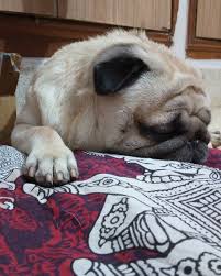 he is my pet bruno dog mypet mydog familymember bruno beast cute pets dogs animals pinterest
