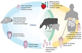 Caused by a flat worm called fasciola hepatica. Sponges Cnidarians Flatworms And Roundworms Ck 12 Foundation