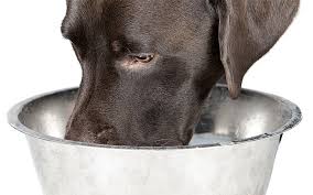 Can Dogs Drink Milk What Milk Alternatives Are Safe For Dogs