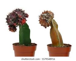 Allow the cutting to callus over for a few days. Gymnocalycium Mihanovichii Purple Cactus Dead Cactus Stock Photo Edit Now 1579548916