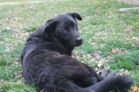 Maybe you would like to learn more about one of these? How To Tell If Your Dog Is In Pain Vetchick Com
