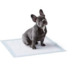 Searching for an older puppy? Amazon Com Amazon Basics Dog And Puppy Leak Proof 5 Layer Potty Training Pads With Quick Dry Surface Regular 22 X 22 Inches Pack Of 100 Pet Supplies