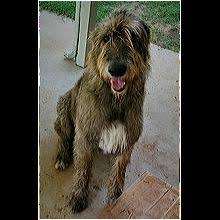Montana Irish Wolfhound Rescue Adoptions Rescue Me The albanian wolfhound is very rare today, believed by many to be extinct. montana irish wolfhound rescue