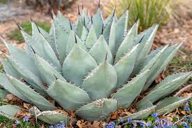 Image result for Agave