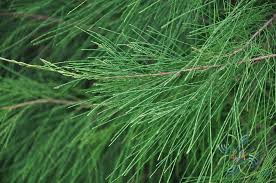 Image result for Casuarina junghuhniana