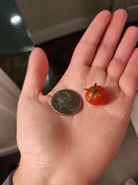 Grow bush 506 from seed or buy transplants in spring. My Little Tomato That Came From My Medium Sized Tomato Tomato Plant Mildlyinteresting