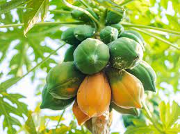 As the university of california davis notes, papaya trees are vulnerable to cold and require protection from all frost. How To Harvest Papayas Papaya Harvesting Methods