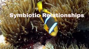 Maybe you would like to learn more about one of these? Symbiotic Relationships Definition And Examples Mutualism Commensalism Parasitism Youtube