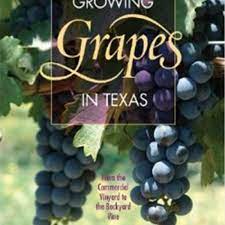 A bud contains growing points that develop in the leaf axil, the area just above the point of connection between the petiole and shoot. Growing Grapes In Texas Vineyard Books Double A Vineyards